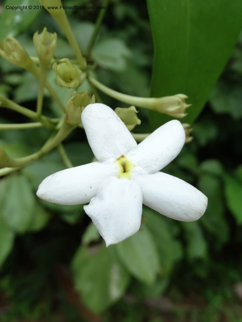 Jasminum, Davidson, C 12689--Sabah. Danum Valley RF Lodge. 5 Oct 2014. DSC02220 (277).JPG