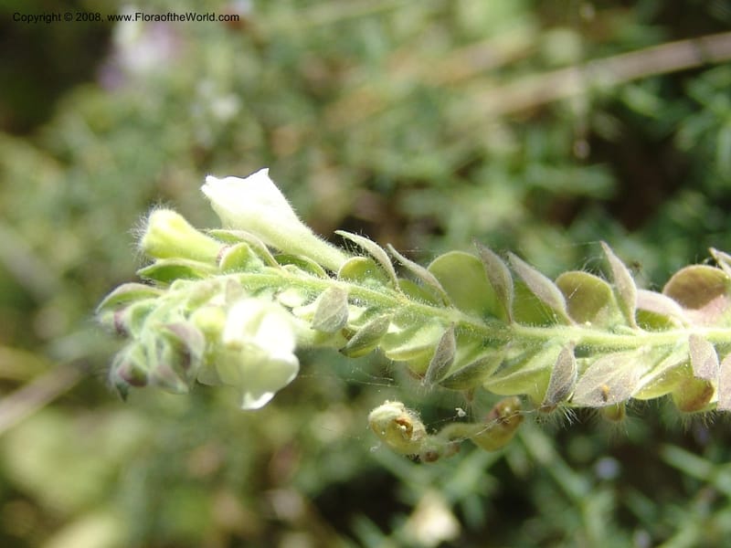 Scutellaria sieberi--Crete. Ep. Kisamos. Sirikari Gorge. 25 May 05. 105.jpg