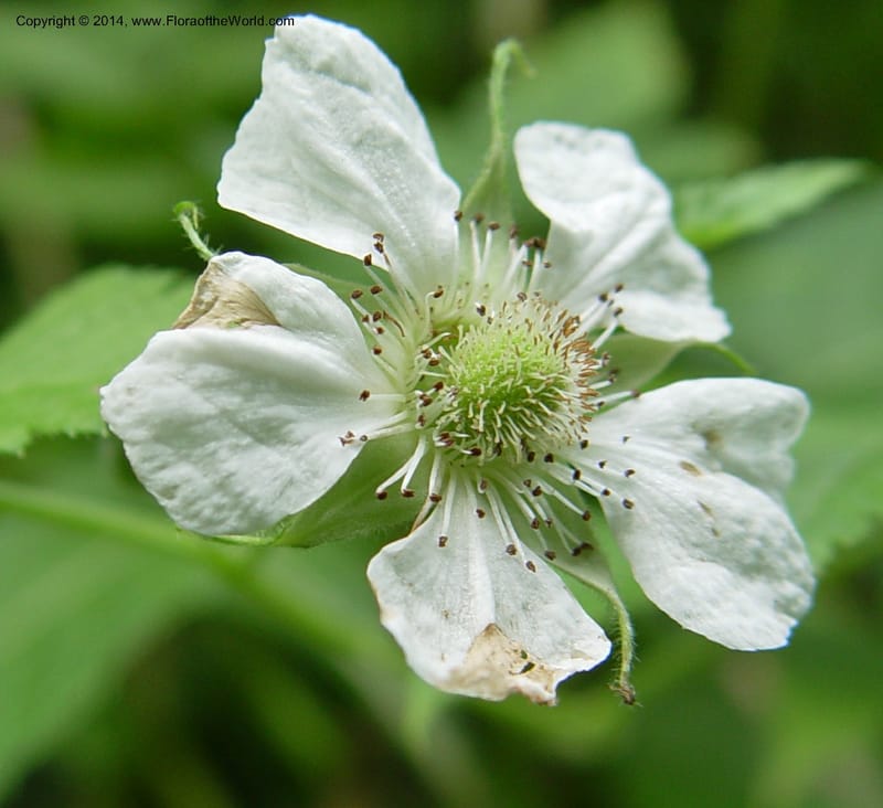 Rubus pinnatus--Cameroon. Mt. Cameroon. 5 Dec 03. 016a (2).jpg