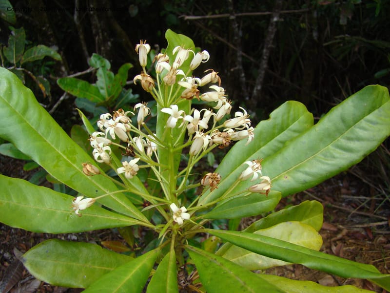 Pittosporum, Gemmill, C 631--New Caledonia,  Dzumac, 20 Nov 2007, 989 (2).jpg