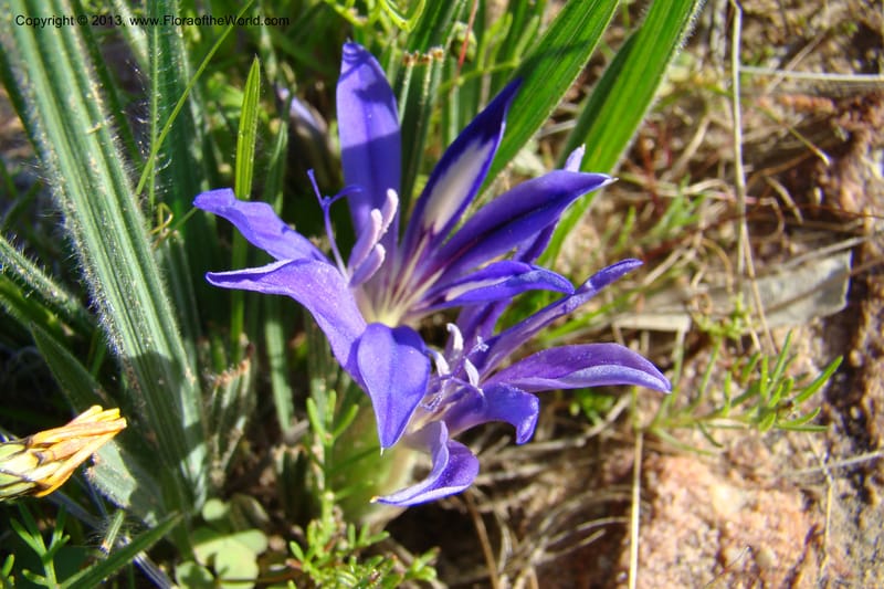 Babiana sambucina ssp. longibracteata, C. Davidson 11555--South Africa. Northern Cape. Papkuilsfontein. 25 Aug 09. 076 (6).jpg