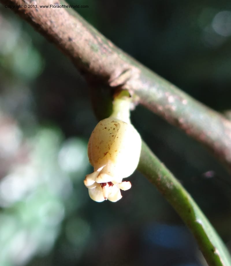 Rinorea, VC 5620--Thailand. Surat Thani Prov. Khlong Phanom Nat. Park. 15 Nov 2012. (176).JPG