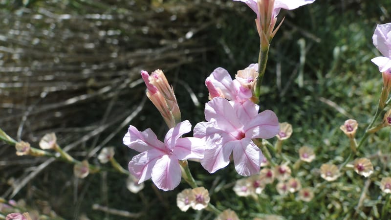 Acantholimon blakelockii, EC.3--Iraq. Kurdistan. Shakh-i Pira Magrun. Zewiya. 12 June 2010. 151 (4).jpg