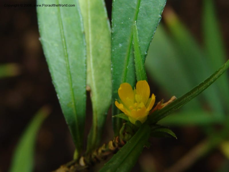 Turnera rupestris--France. Nancy. Jard. Bot. Montet. 2 May 05. 119.jpg