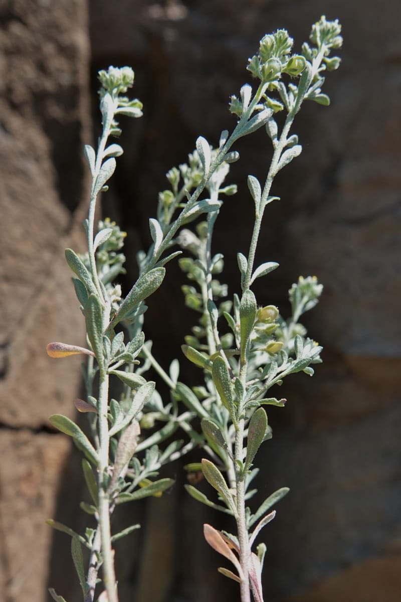 Alyssum alyssoides, C. Davidson 13796--Oregon. Union Co. Hwy 82, near summit. 6 Jun 2018. DSC05441 (90).JPG