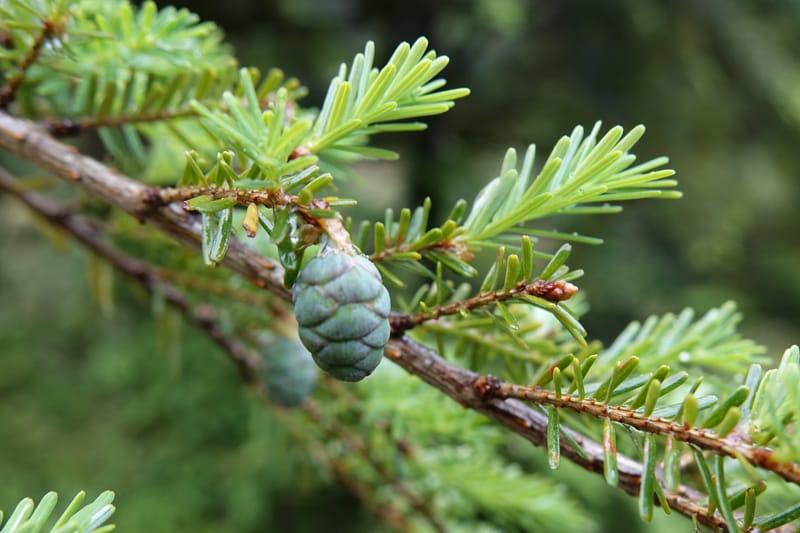 Tsuga chinensis, Tseng Yu-Hsin 1332--Taiwan. Taroko Nat. Park. Mt. Bilu Trail. 21 May 2016.  (183).JPG