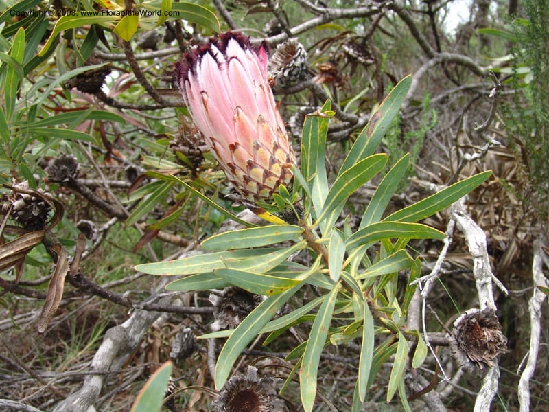 Protea neriifolia--So.Africa. E. Cape. Van Stadens Wildfl. Res.. 6 Mch 05. 097.jpg