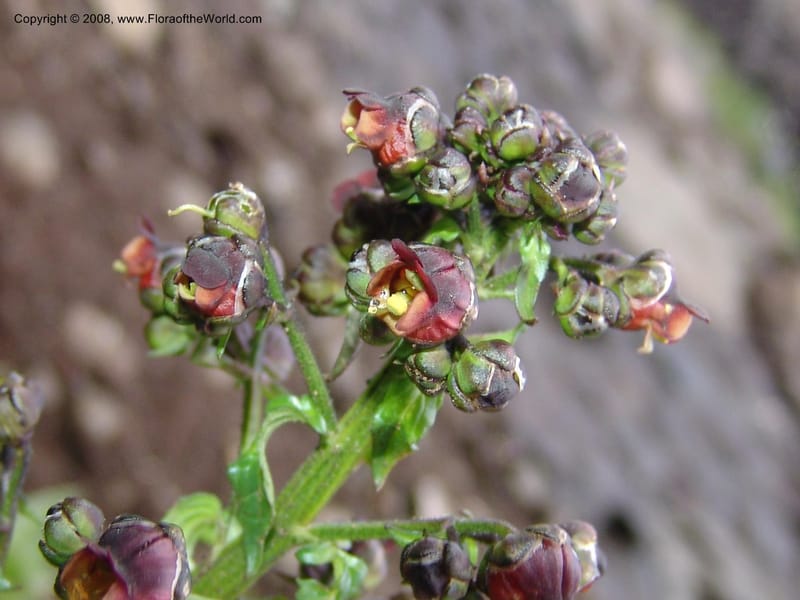 Scrophularia ilvensis--Georgia. Vic. of Tskhrats'karo Pass. 7 Jun 05. 261.jpg