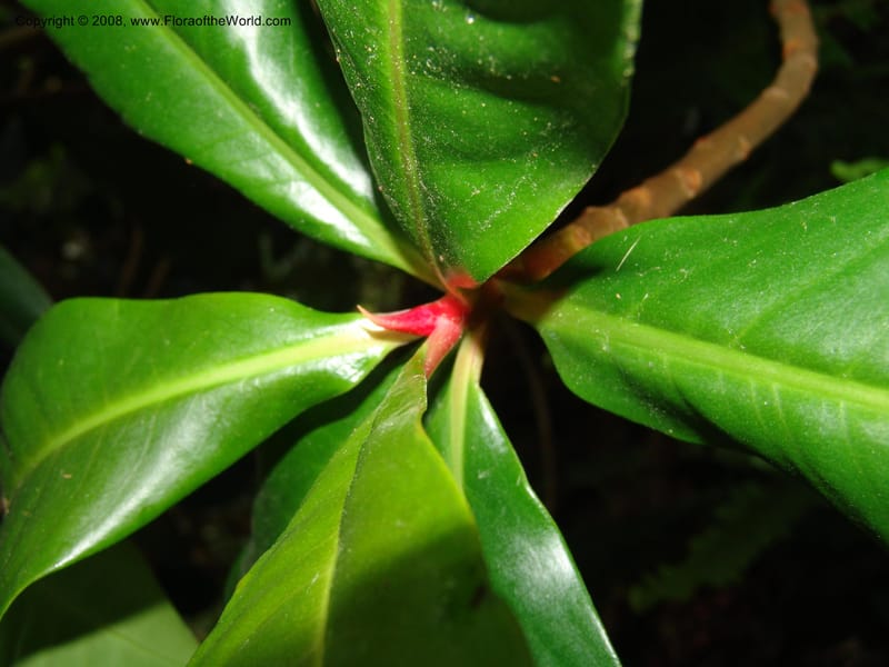 Parathesis--CA. San Francisco Botanical Garden (Strybing Arb.). 30 Mch 06. 191.jpg