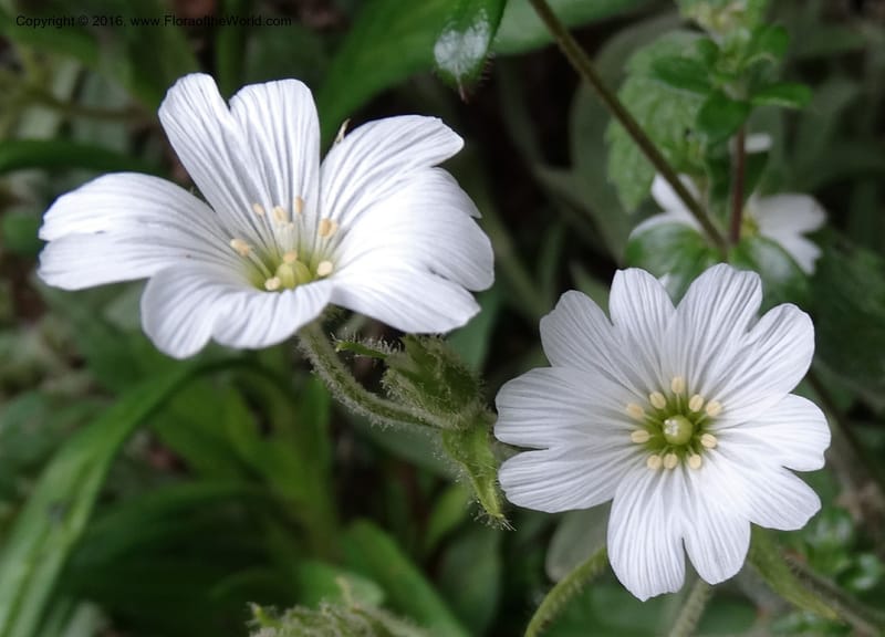 Cerastium, Ulloa, C 2477--Ecuador. Mojanda. 22 Apr 2015. DSC02267 (69).JPG