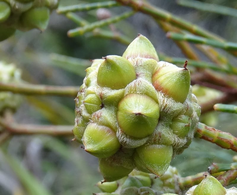 Gymnostoma, Lowry, P 7376--New Caledonia. Mont Dzumac. 12 Nov 2015. DSC01563 (562).JPG