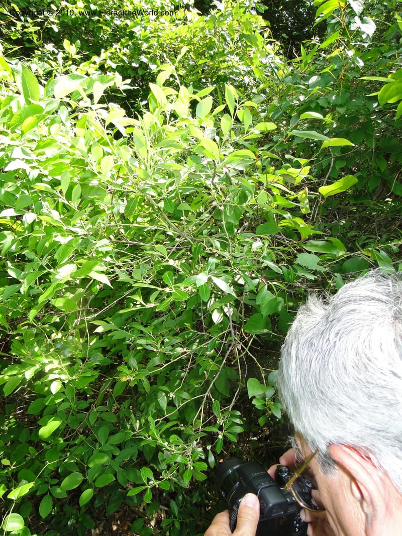 Ilex glabra, Mori, S 27396, USA, North Carolina, Johnson Co., Hwy 50, 3 km SE of Benson, 21 May 2010 (1).JPG