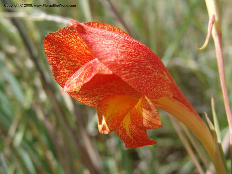 Gladiolus dalenii--So.Africa. E. Cape. R58 SE of Lady Grey. 10 Mch 05. 012.jpg