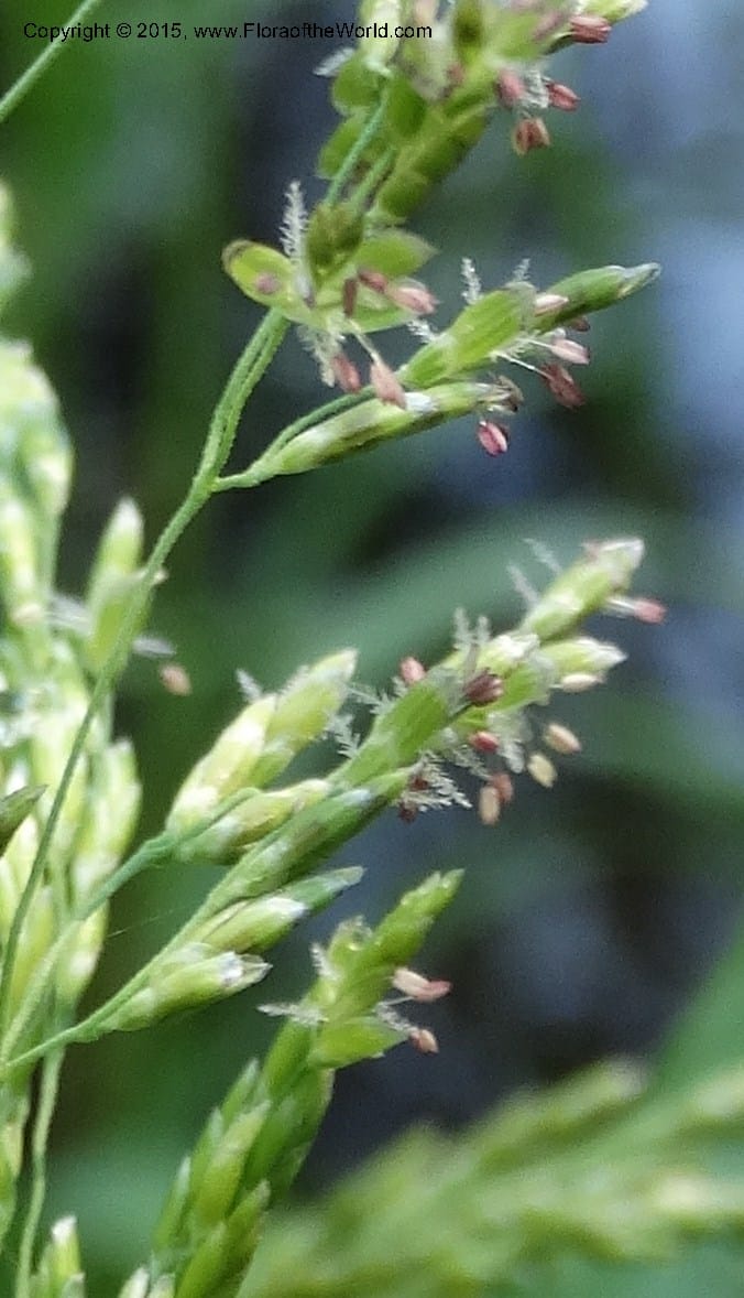Torreyochloa pallida var. pauciflora, Davidson, C 12609--Idaho. Valley Co. Payette Lake. Sylvan Cr. 20 Jul 2014. DSC00669 (47).JPG