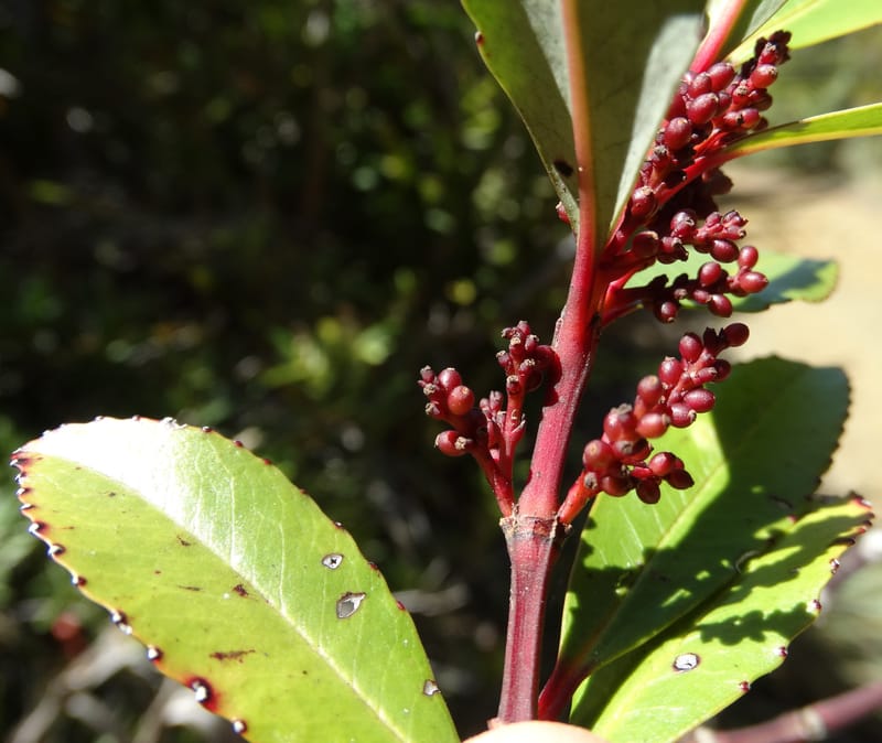 Ascarina rubricaulis, Lowry, P 7372--New Caledonia. Mont Dzumac. 12 Nov 2015. DSC01563 (33).JPG