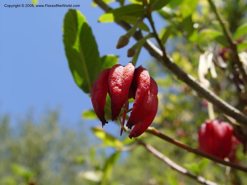 Crinodendron hookerianum, 93.0219--CA. UC Berkeley Bot. Gard. 4 Jul 03. 081.jpg