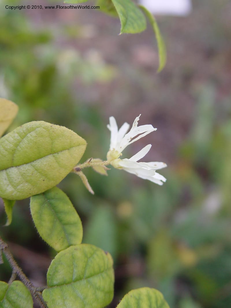 Loropetalum chinense, 94.0755--CA. UC Berkeley Bot. Gard. 10 Feb 04. 192.jpg