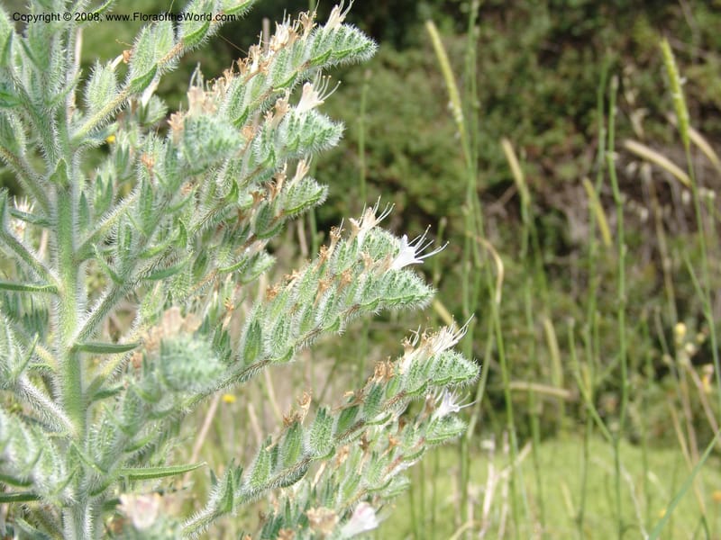 Echium italicum ssp biebersteinii--Crete. Ep. Kisamos. Sirikari Gorge. 25 May 05. 141.jpg