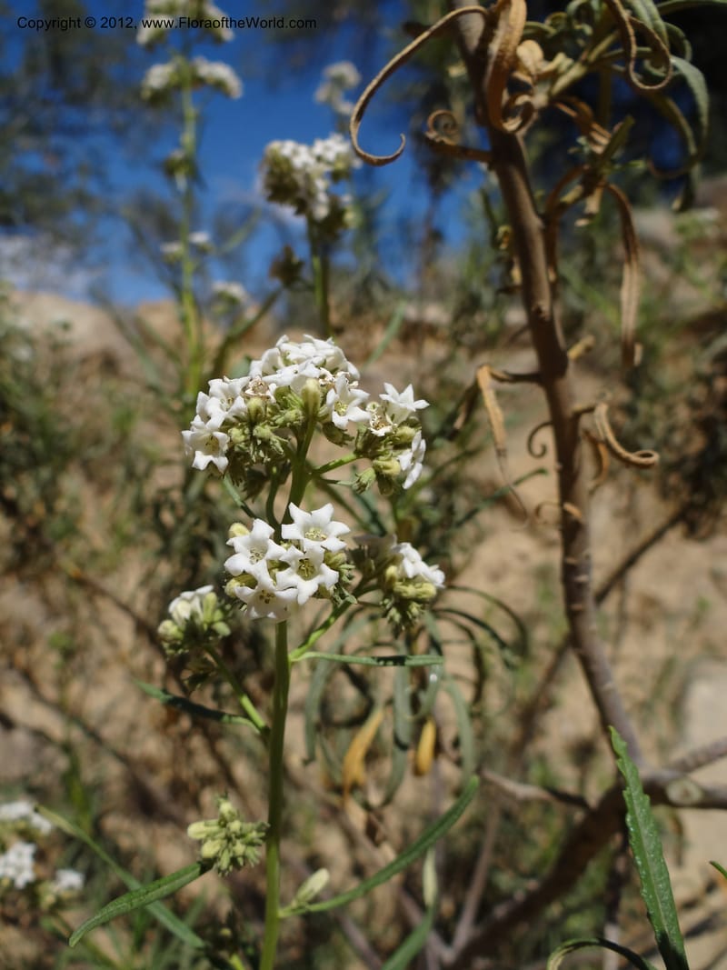 Eriodictyon angustifolium, Davidson, C 11943--AZ. Yavapai Co. Crown King Rd. 7 May 2012. DSC0894 1 (86).JPG