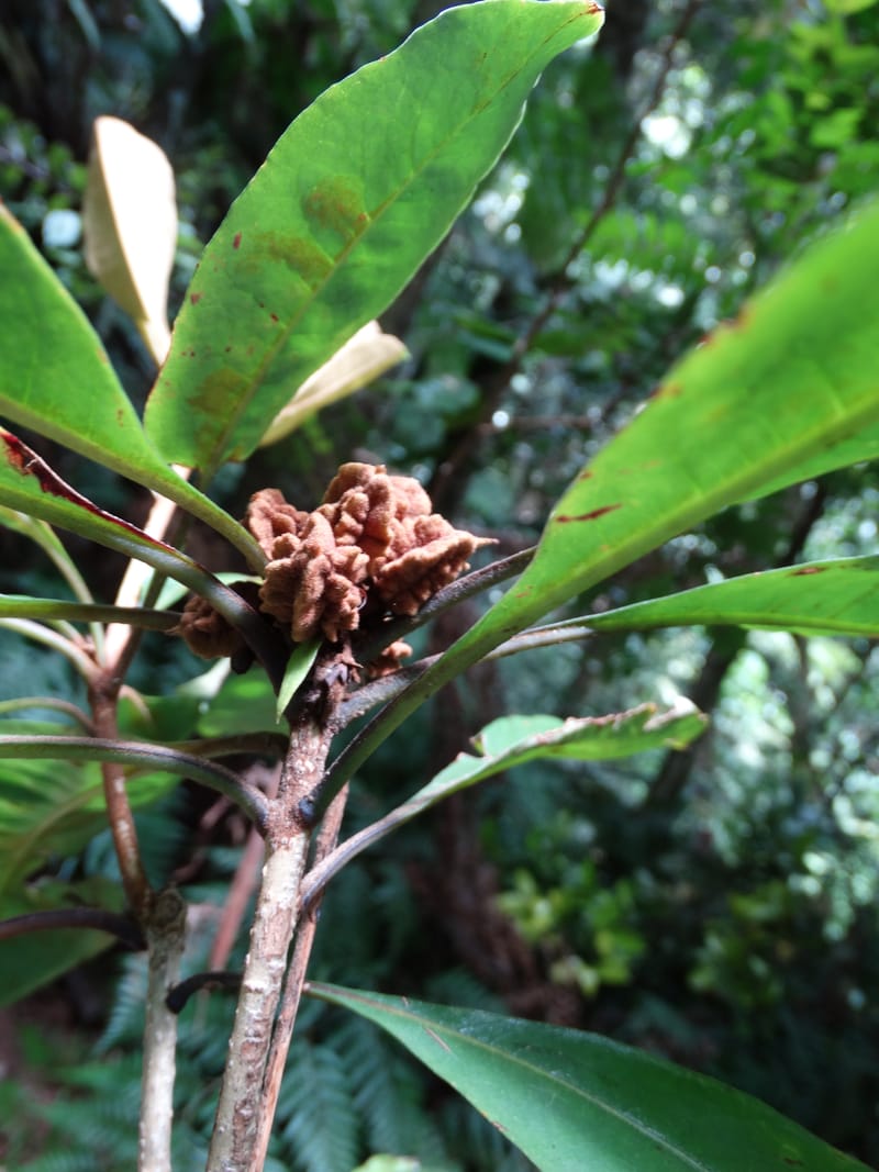 Pittosporum, Bruy, D 117--New Caledonia. Haute Robinson. 11 Nov. 2015. DSC00909 (182).JPG