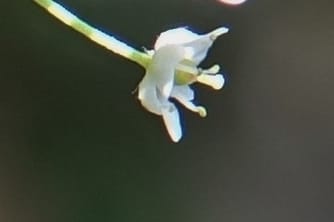 Yinshania acutangula subsp. wilsonii, C. Davidson 13755--China. Sichuan. Yibailingba-gou. 12 Aug 2017. DSC04660 (660).JPG