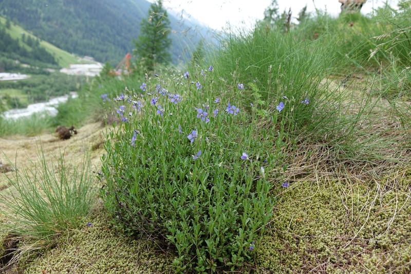 Veronica fruticans, Davidson, C 13254--Switzerland. Oberwald. Chapel St. Nikolas. 2 Jul 2016. DSC07728 (445).JPG
