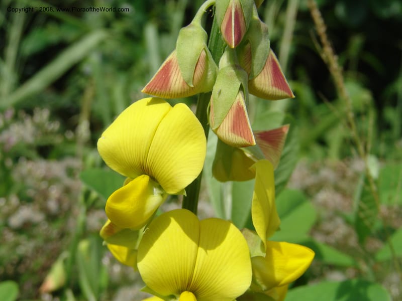 Crotalaria retusa--Cameroon. Limbe Botanic Garden. 12 Oct. 04. 153.jpg