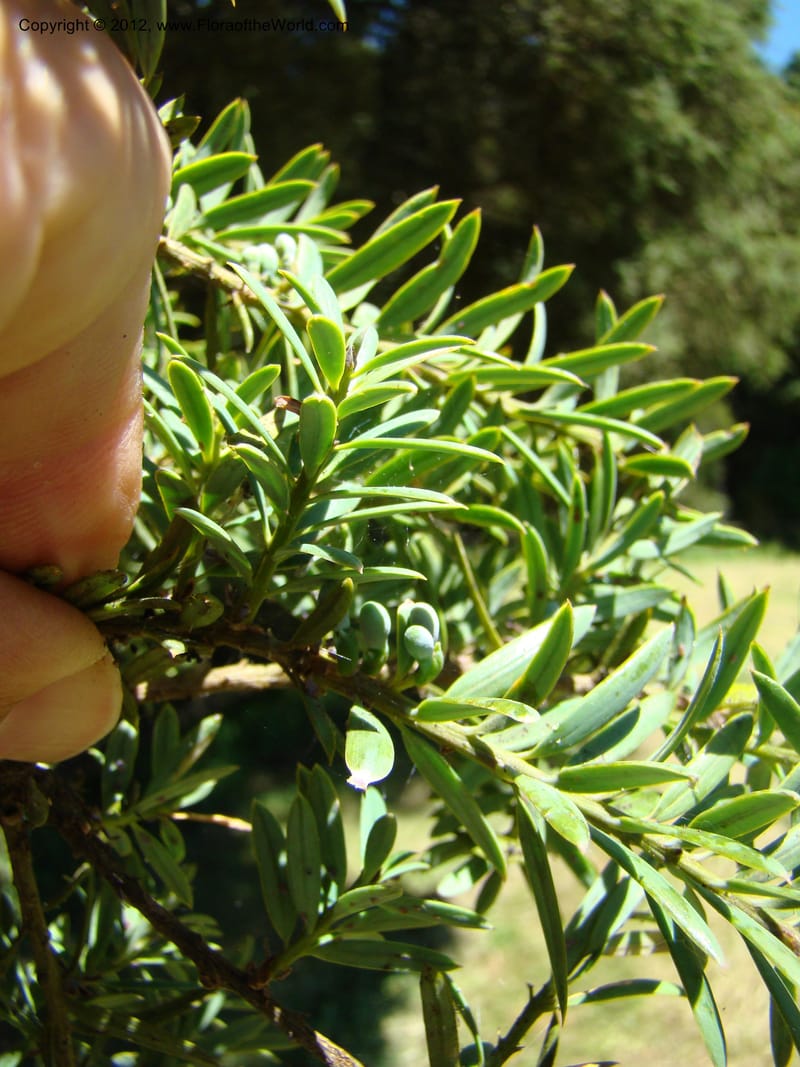 Podocarpus totora, C. Gemmill 646--New Zealand. Waikato Distr. Puke Moke Moke Res. 26 Nov 07. 138 (11).jpg