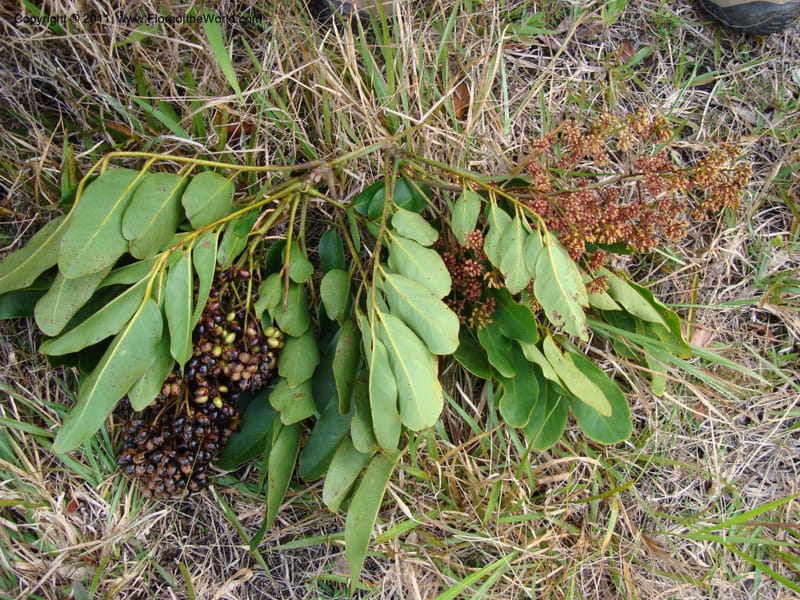 Delarbrea montana montana, Lowry, P 6887--New Caledonia, Prov N, Mt. Mandjelia,  13 Nov 2007  098 (1) - Copy.jpg