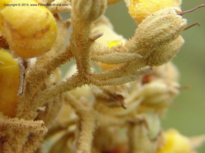 Anastrabe integerrima--So.Africa. E. Cape. Umtamvuna Nat. Res. 11 Mch 05. 078a (8).jpg