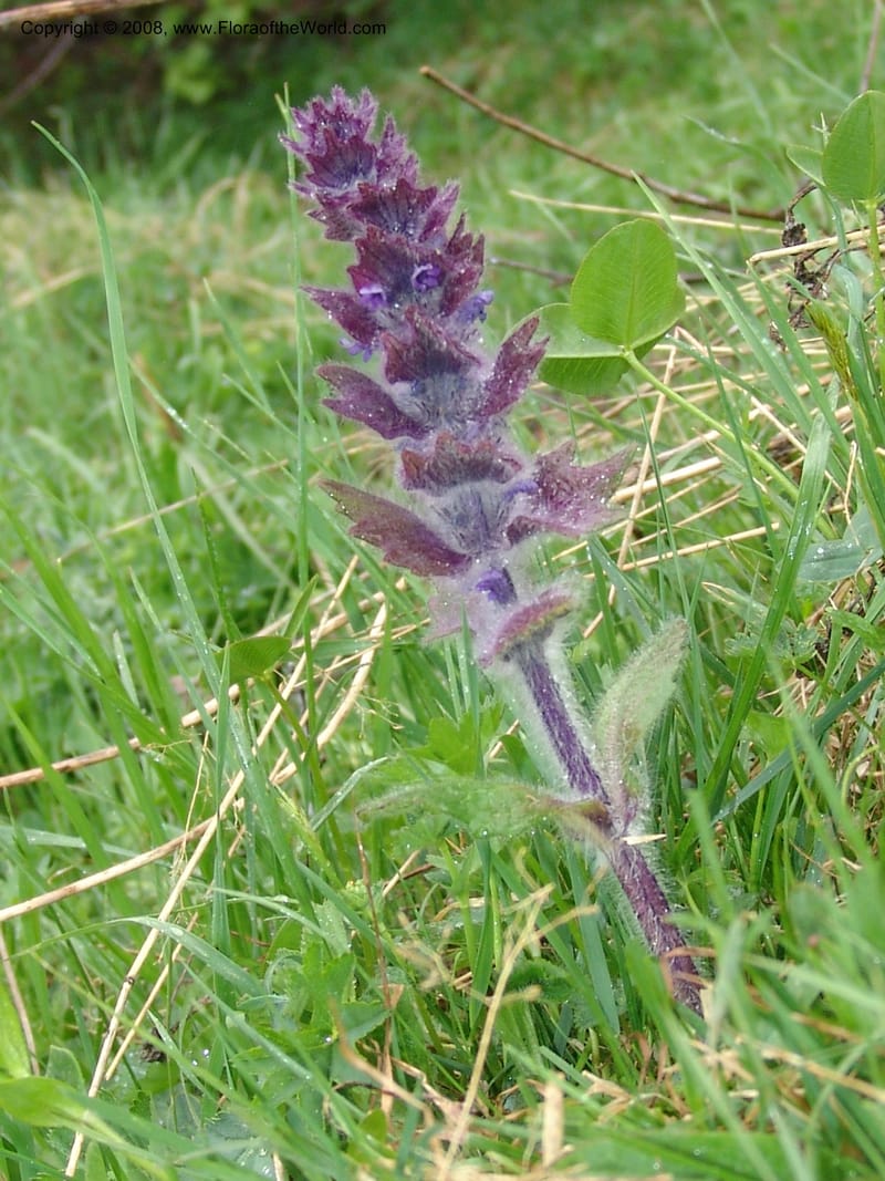 Ajuga orientalis--Georgia. Kazbeki . Trail-road to Sameba Church. 2 Jun 05. 299.jpg