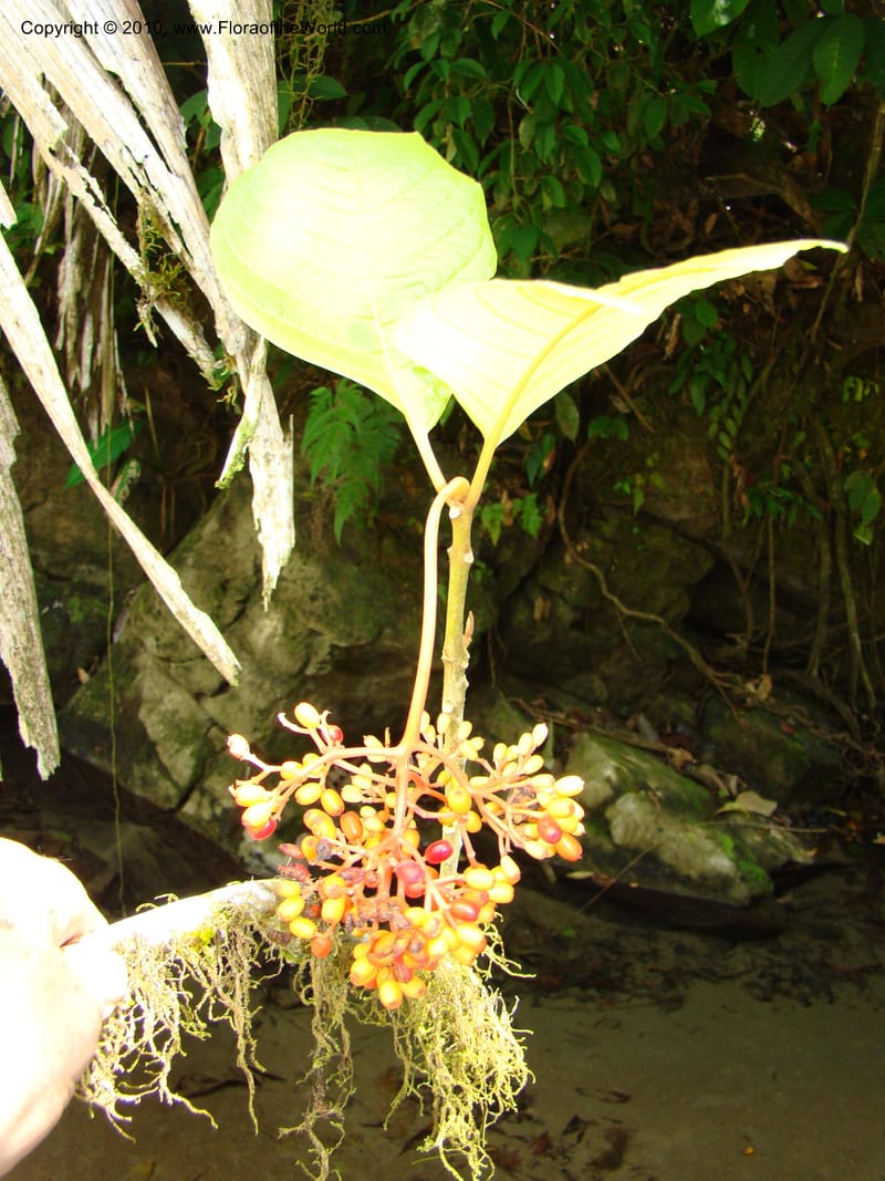 Neea amplifolia, B. Hammel 24695--Costa Rica. Prov. Limon. Selva Bananito Lodge. 13 Apr 08. 090.jpg