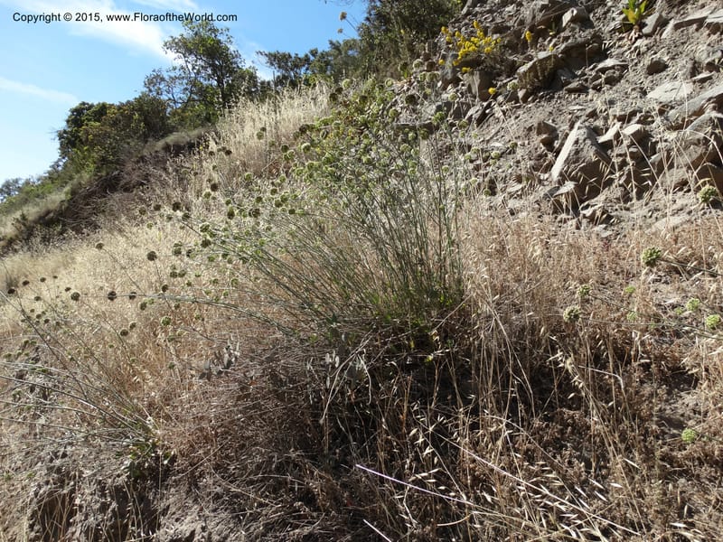 Asteriscium chilensis, Davidson, C 12819--Chile. Ruta J-55 east of Talca. 27 Nov 2014. DSC08479 (47).JPG