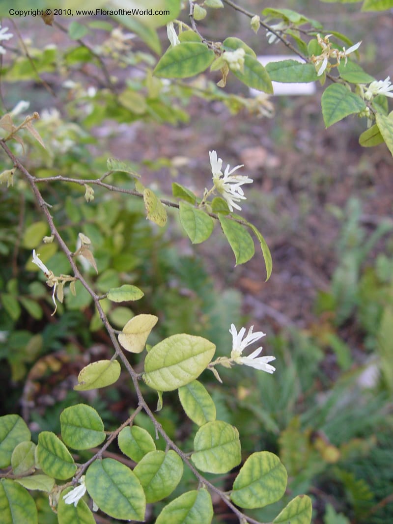 Loropetalum chinense, 94.0755--CA. UC Berkeley Bot. Gard. 10 Feb 04. 191.jpg