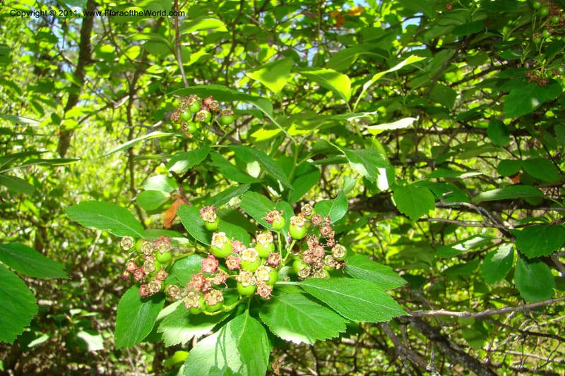 Crataegus douglasii, C. Davidson 11396--Idaho. Idaho Co. Salmon River. Shepp Ranch. 28 May 2009. 103.jpg
