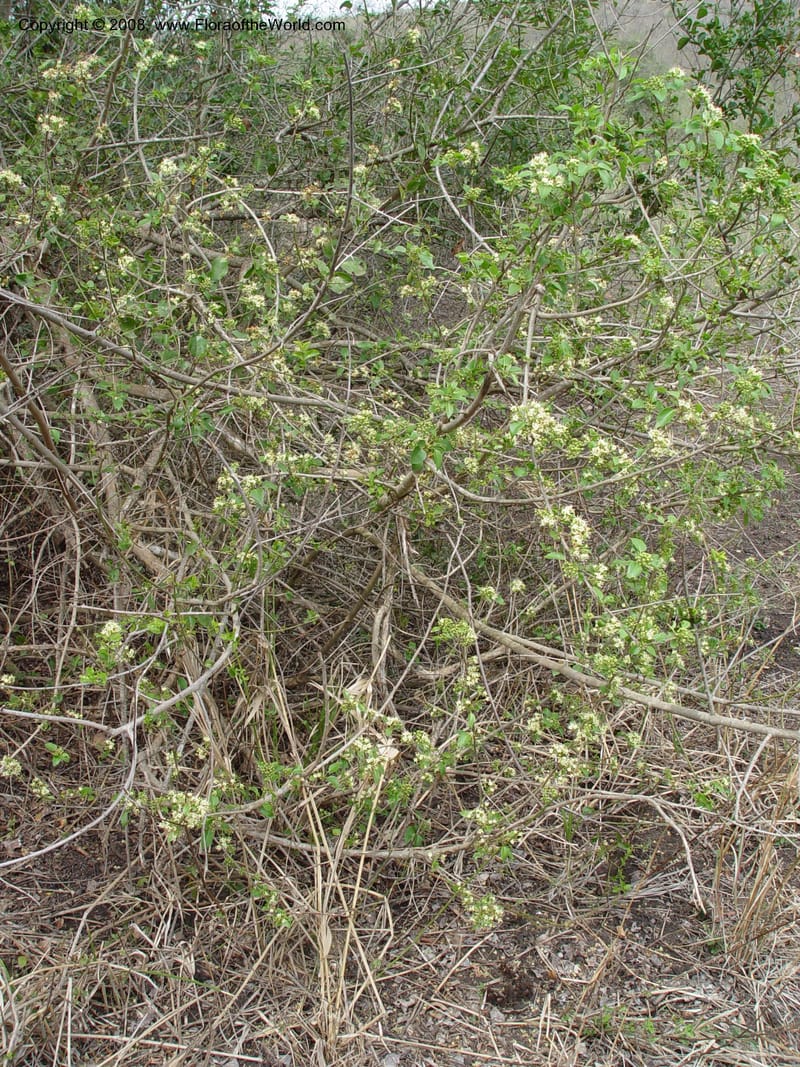 Cordia caffra--So. Africa. KwaZuluNatal. Hluhluwe Game Res. 30 Sep 03. 050.jpg