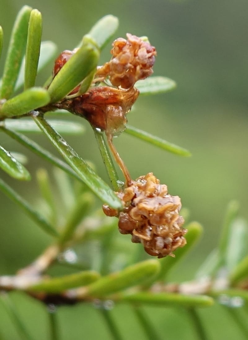 Tsuga chinensis, Tseng Yu-Hsin 1332--Taiwan. Taroko Nat. Park. Mt. Bilu Trail. 21 May 2016.  (202).JPG