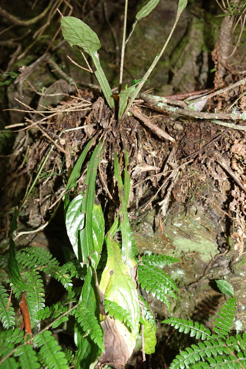 Ainsliaea latifolia, Tseng Yu-Hsin 1331--Taiwan. Taroko Nat. Park. Mt. Bilu Trail. 21 May 2016.  (135).JPG