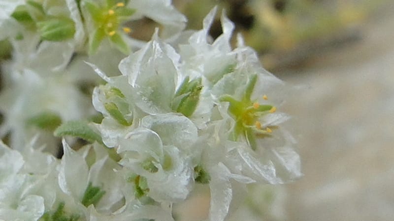 Paronychia kurdica, A. G. Miller 120.6--Iraq. Kurdistan. Shakh-i Pira Magun. 9 June 2010. 265 (13).jpg
