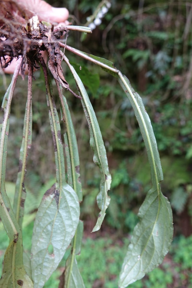 Ainsliaea latifolia, Tseng Yu-Hsin 1331--Taiwan. Taroko Nat. Park. Mt. Bilu Trail. 21 May 2016.  (162).JPG