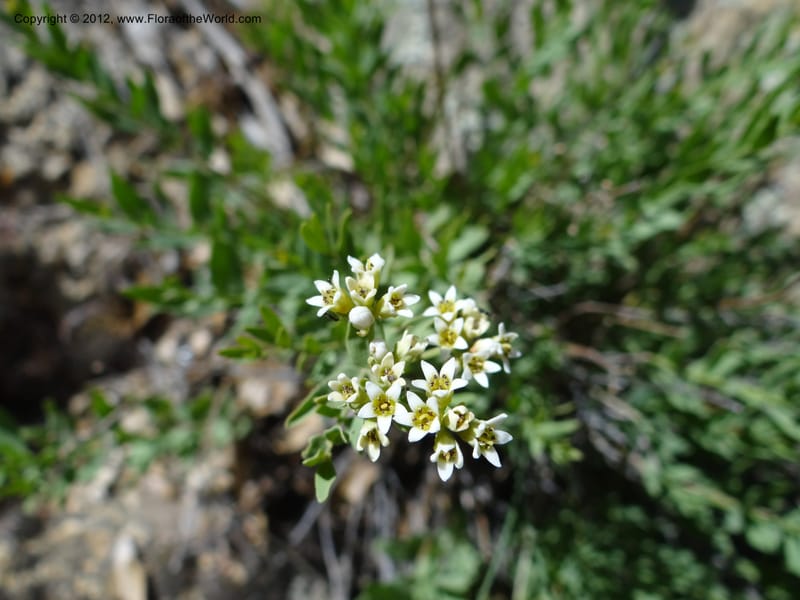 Comandra umbellata, Davidson, C 11942--AZ. Yavapai Co. Crown King Rd. 7 May 2012. DSC0894 1 (113).JPG