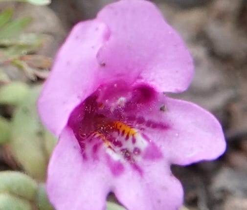 Diplacus nanus, C. Davidson 13769--Oregon. Wallowa Co. Upper Camp Creek Canyon. 4 Jun 2018. DSC04733 (86).JPG