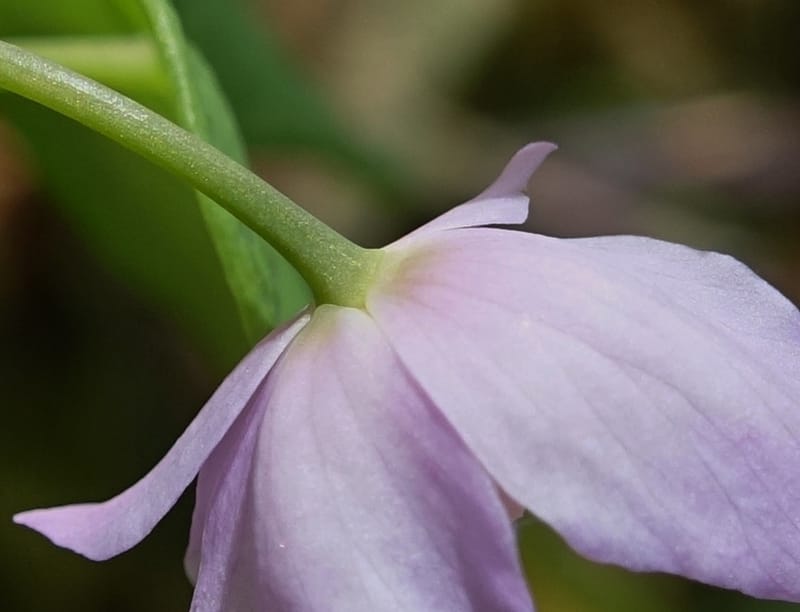 Ranzania japonica--Japan. Myoko Kenmin-no-mori. Hiuchiyama Trial. 27 May 2016.  (172).JPG