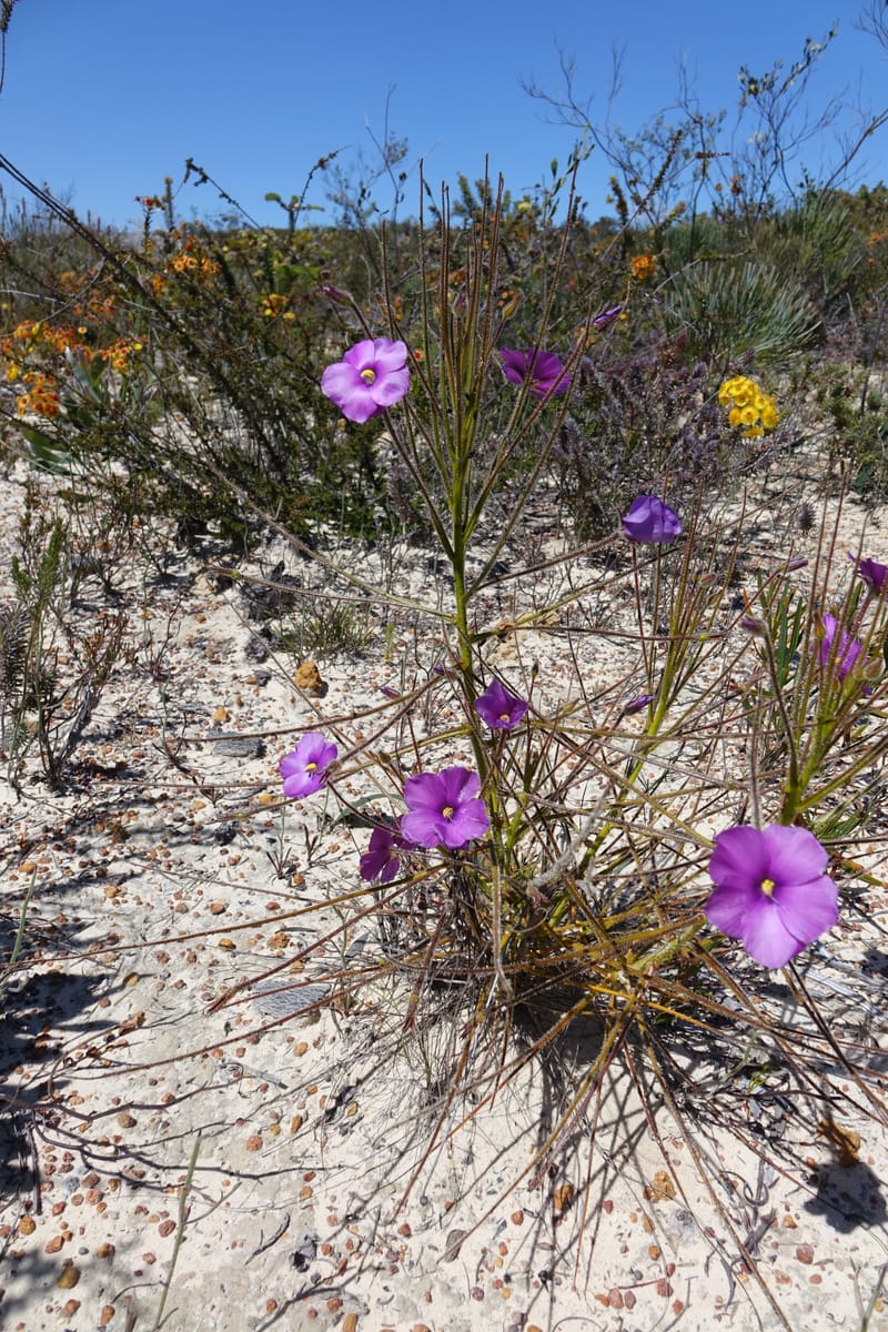 Byblis lamellata, Davidson, C 13426--Australia. W.A. Green Head-Coorow Rd. Stop 2. 24 Oct 2016. DSC04873 (42).JPG