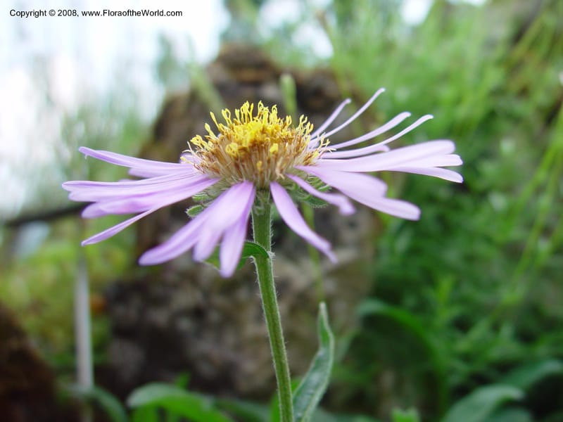 Aster alpinus--France. Paris. Jardin des Plantes. 30 May 03. 101.jpg