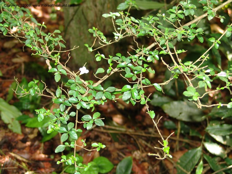Mostuea, R.Gereau6892--Tanz. Ulanga Dist. Nawenge For. Res. W of Mahenge. 20 Feb 06. 387.jpg
