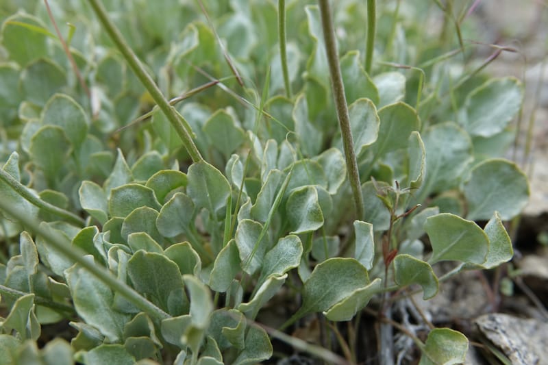 Eriogonum strictum subsp. proliferum, C. Davidson 13 587--ID. Boise Co. Scott Mtn. L.O. Rd. 25 May 2017. DSC00708. JPG (340).JPG
