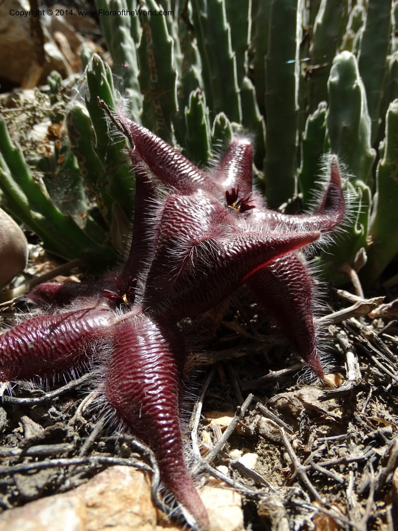 Stapelia hirsuta, Davidson, C 12254--South Africa. Western Cape. Swartberg Pass Rd. 19 Jan 2014. DSC00537 (28).JPG