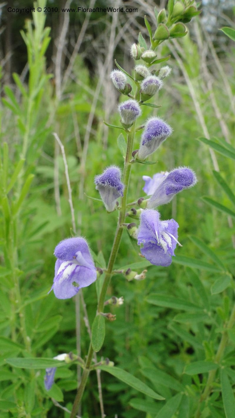 Scutellaria integrifolia, Mori 27426--North Carolina. Jones Co. Catfish Lake Rd. Mile 10.5. 23 May 2010. 127 (36).jpg
