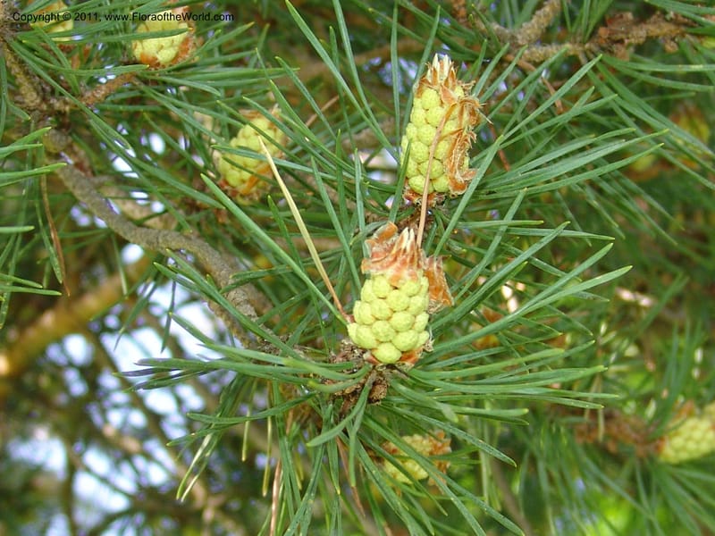 Pinus kochiana--Georgia. Bakuriani Botanical Garden. Forest. 7 Jun 05. 002.jpg